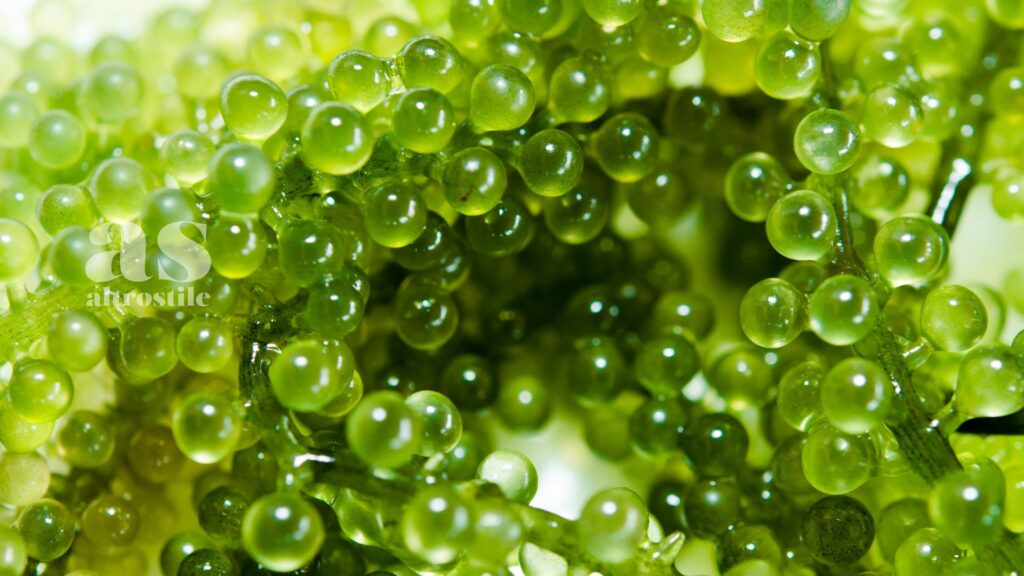 AltroStile • Alghe; Supercibo per la Salute (Anche se Non Ami il Sushi)