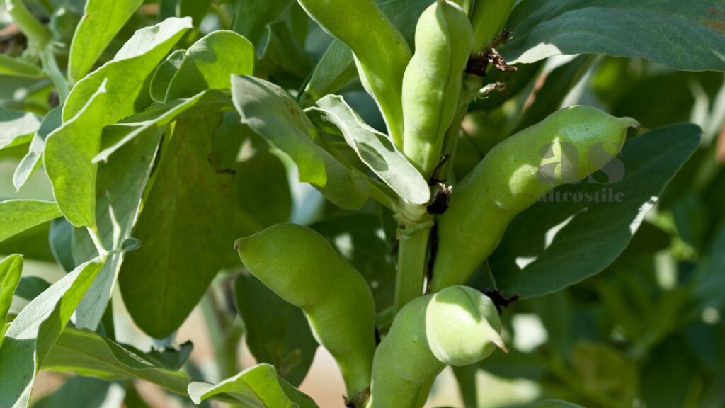 AltroStile • Fave: legume antico, moderno alleato per salute e terra