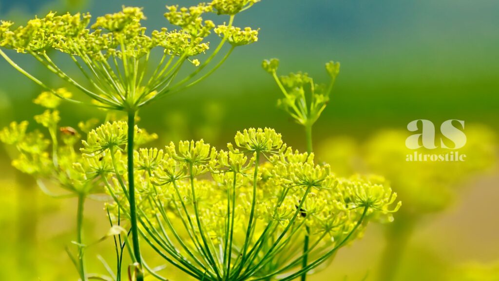 AltroStile • Semi di finocchio: alleati naturali per digestione e intestino