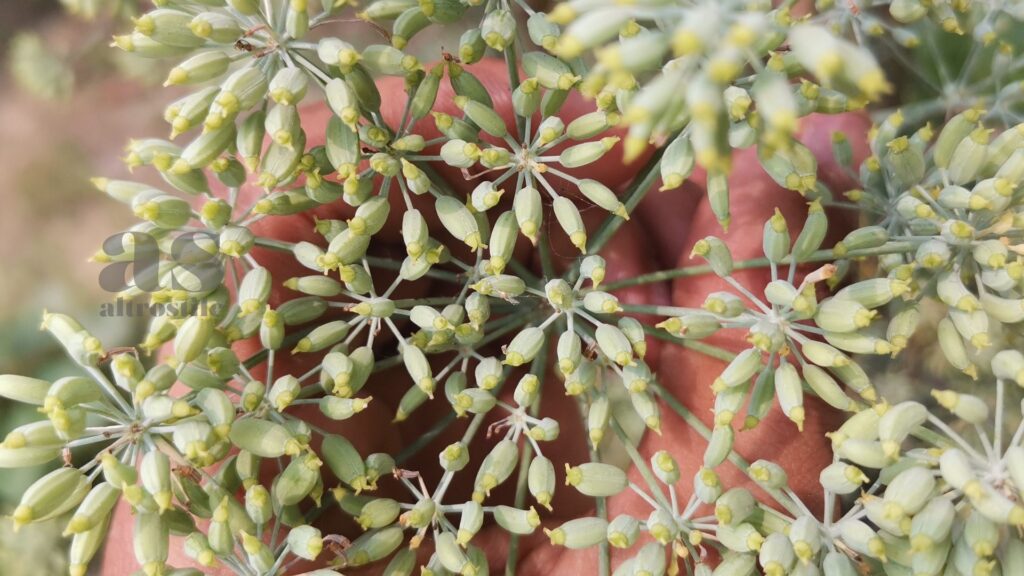 AltroStile • Semi di finocchio: alleati naturali per digestione e intestino