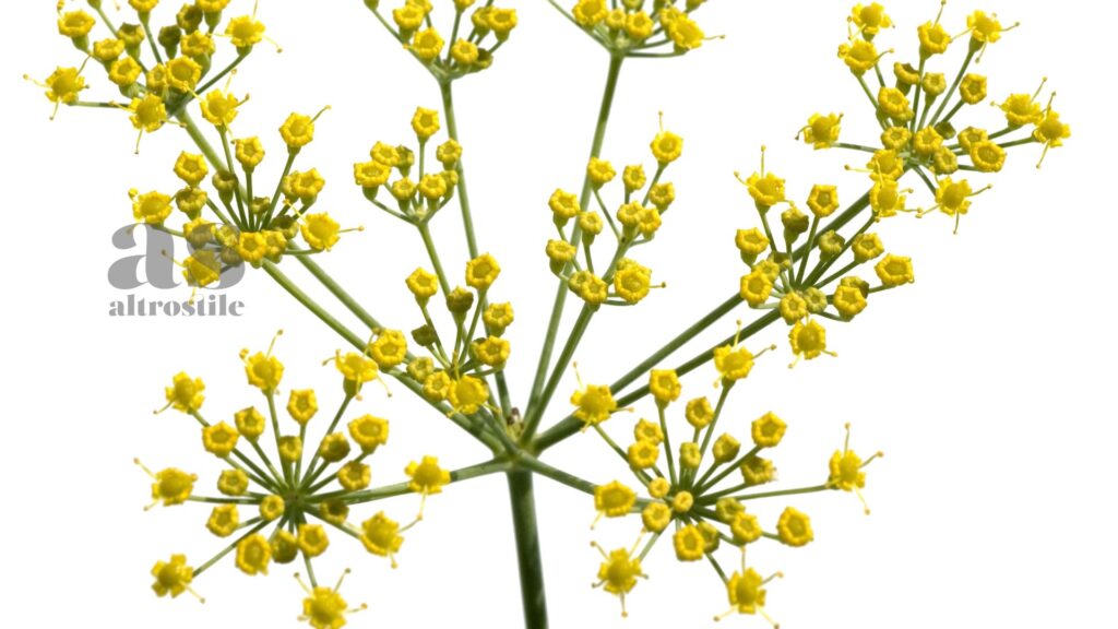 AltroStile • Semi di finocchio: alleati naturali per digestione e intestino