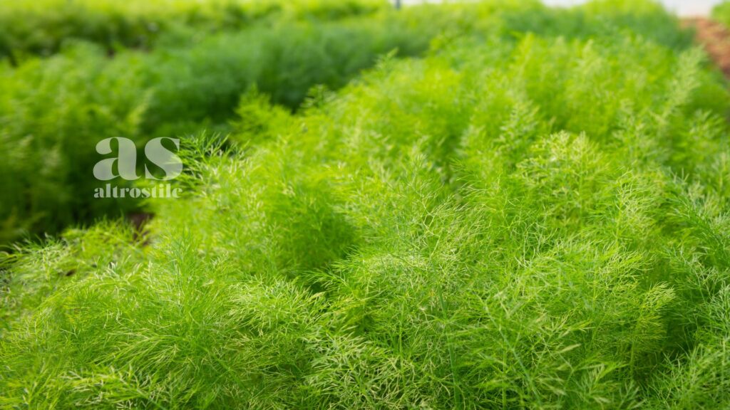 AltroStile • Semi di finocchio: alleati naturali per digestione e intestino
