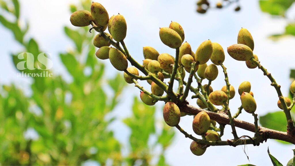 AltroStile • Pistacchi: 7 Motivi per Inserirli nella Dieta