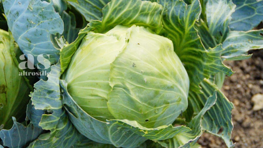 AltroStile • Verdura con Meno Pesticidi: La Guida ai "Clean Fifteen" per una Spesa Consapevole