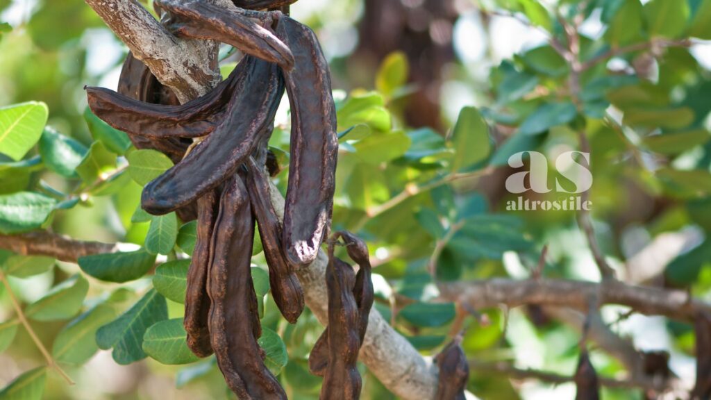 AltroStile • Carruba: Tesoro Nascosto del Sud Italia che porta Salute a Tavola