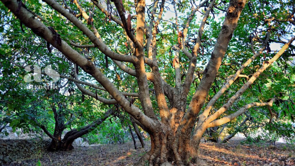 AltroStile • Carruba: Tesoro Nascosto del Sud Italia che porta Salute a Tavola
