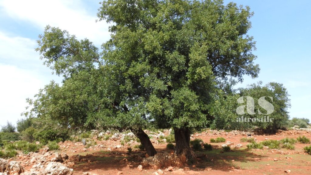 AltroStile • Carruba: Tesoro Nascosto del Sud Italia che porta Salute a Tavola