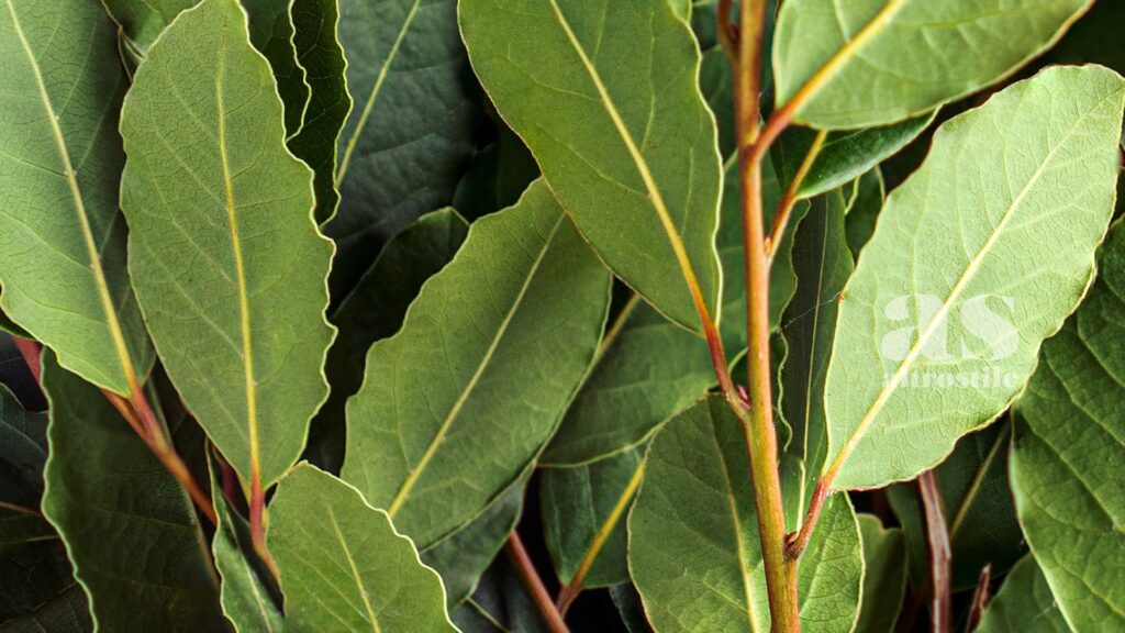 AltroStile • Foglia di Alloro: La Tisana Digestiva del Mediterraneo