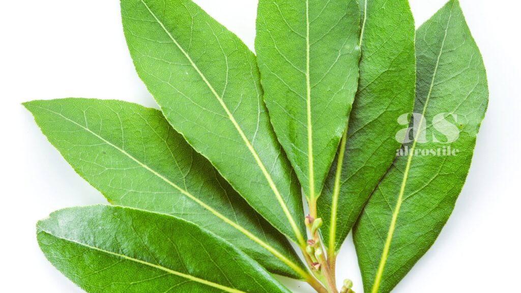AltroStile • Foglia di Alloro: La Tisana Digestiva del Mediterraneo