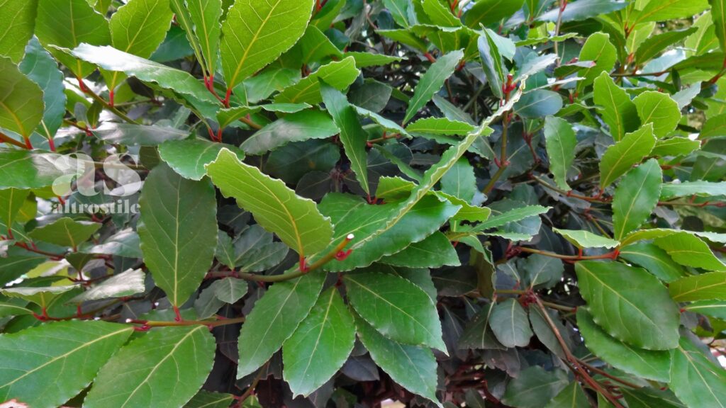 AltroStile • Foglia di Alloro: La Tisana Digestiva del Mediterraneo