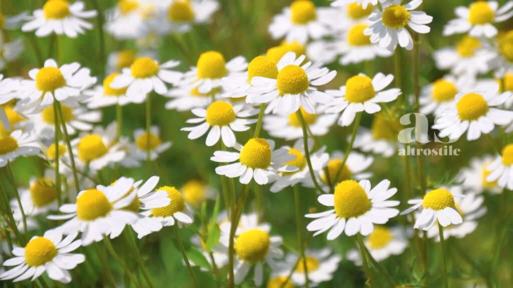 AltroStile • 4 botaniche che non ti aspetti, dal dolce al salato