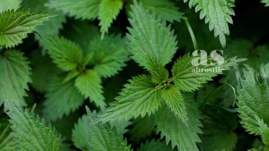 AltroStile • 4 botaniche che non ti aspetti, dal dolce al salato