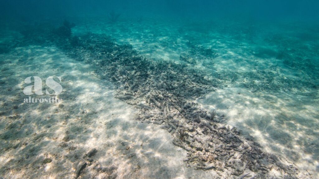 AltroStile • Grande Barriera Corallina: la moria di coralli più grave mai registrata