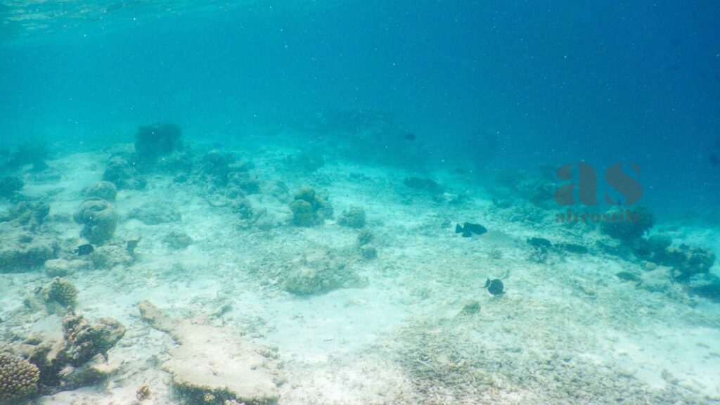 AltroStile • Grande Barriera Corallina: la moria di coralli più grave mai registrata