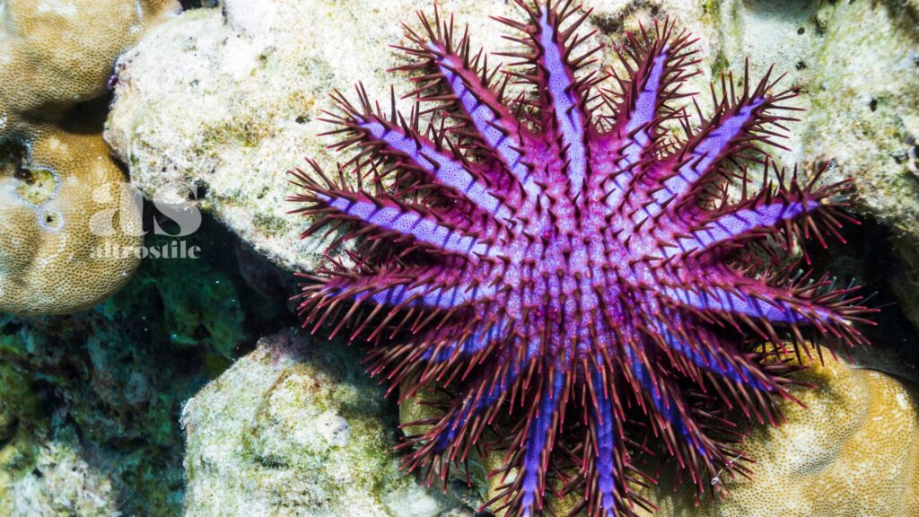 AltroStile • Grande Barriera Corallina: la moria di coralli più grave mai registrata
