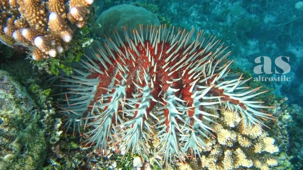 AltroStile • Grande Barriera Corallina: la moria di coralli più grave mai registrata