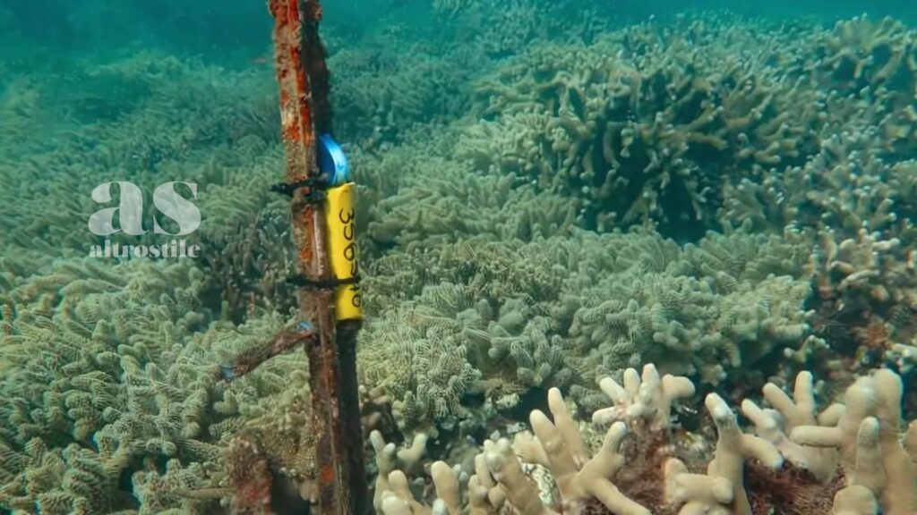 AltroStile • Grande Barriera Corallina: la moria di coralli più grave mai registrata