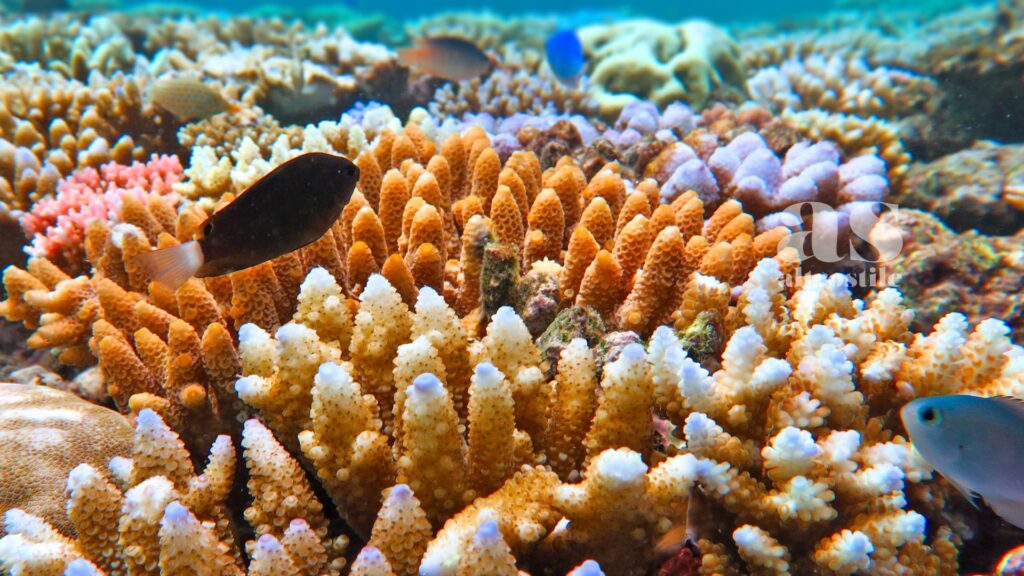 AltroStile • Grande Barriera Corallina: la moria di coralli più grave mai registrata