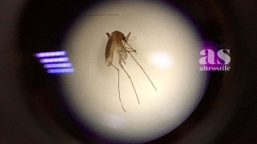 AltroStile • West Nile Virus 2025: Cosa Sapere per Proteggersi e Vivere l’Estate in Sicurezza