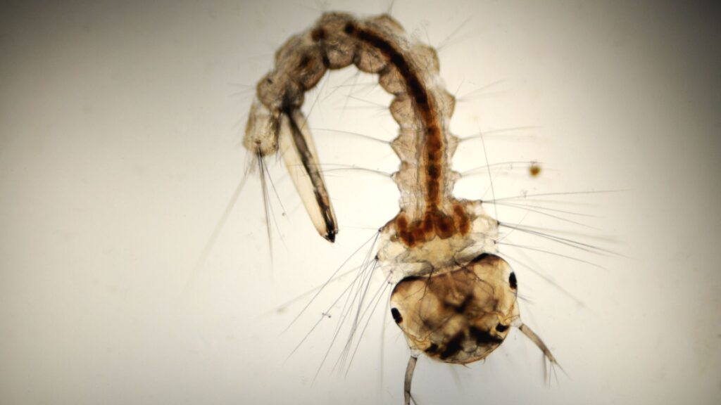 AltroStile • West Nile Virus 2025: Cosa Sapere per Proteggersi e Vivere l’Estate in Sicurezza