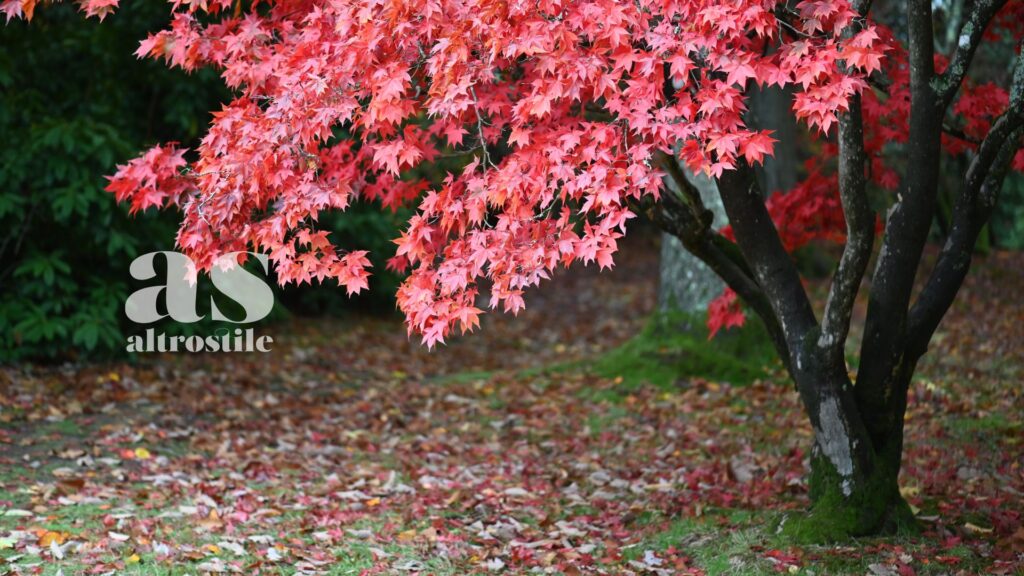 AltroStile • Non raccogliere le foglie dal giardino in autunno