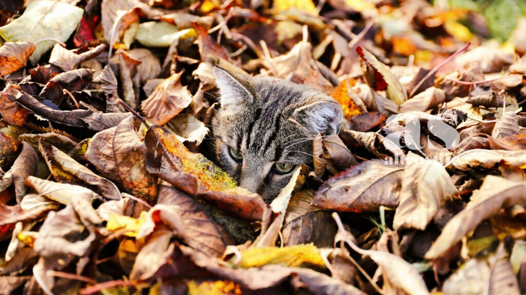 AltroStile • Non raccogliere le foglie dal giardino in autunno
