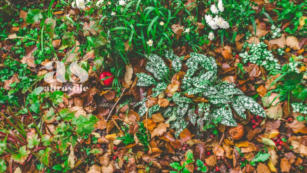 AltroStile • Non raccogliere le foglie dal giardino in autunno