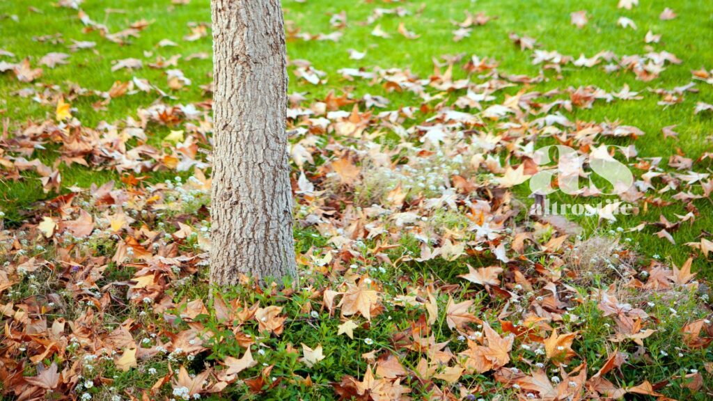 AltroStile • Non raccogliere le foglie dal giardino in autunno