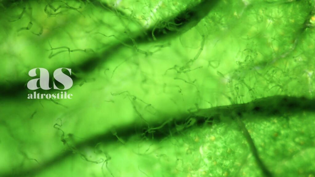 AltroStile • Nutrizione per Vivere 100 Anni: i Segreti dell'Healthy Aging