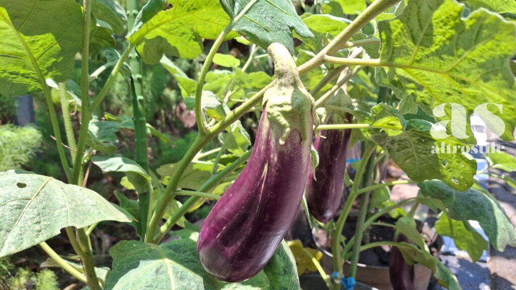 AltroStile • La Nuova Frontiera dei Flavonoidi e La Formula della Longevità AltroStile • La Nuova Frontiera dei Flavonoidi e La Formula della Longevità