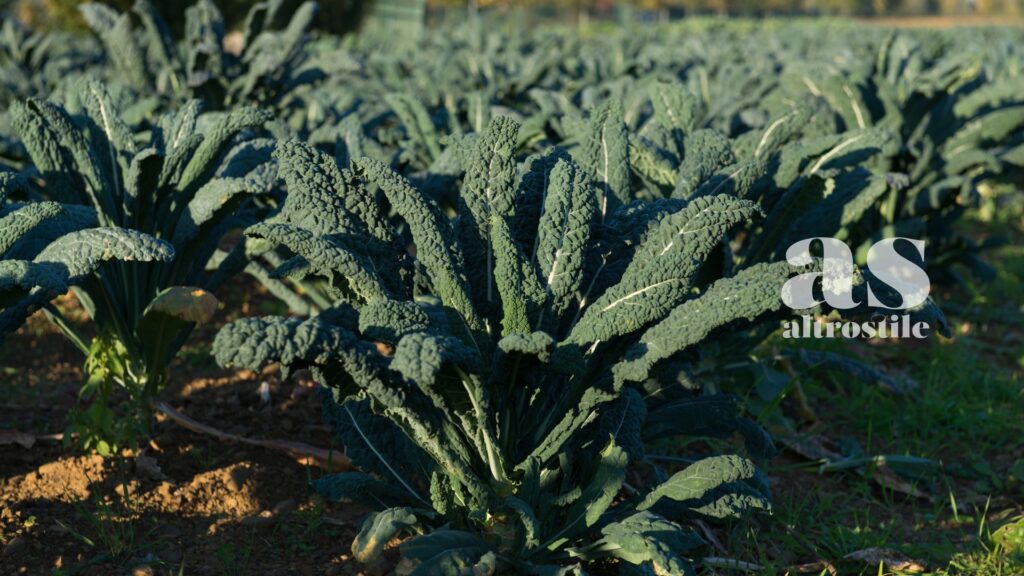 AltroStile • Verdure a foglia verde: cosa succede al tuo corpo se le mangi ogni giorno? AltroStile • Verdure a foglia verde: cosa succede al tuo corpo se le mangi ogni giorno?