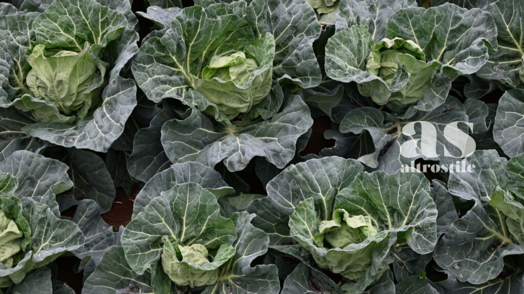 AltroStile • Verdure a foglia verde: cosa succede al tuo corpo se le mangi ogni giorno? AltroStile • Verdure a foglia verde: cosa succede al tuo corpo se le mangi ogni giorno?