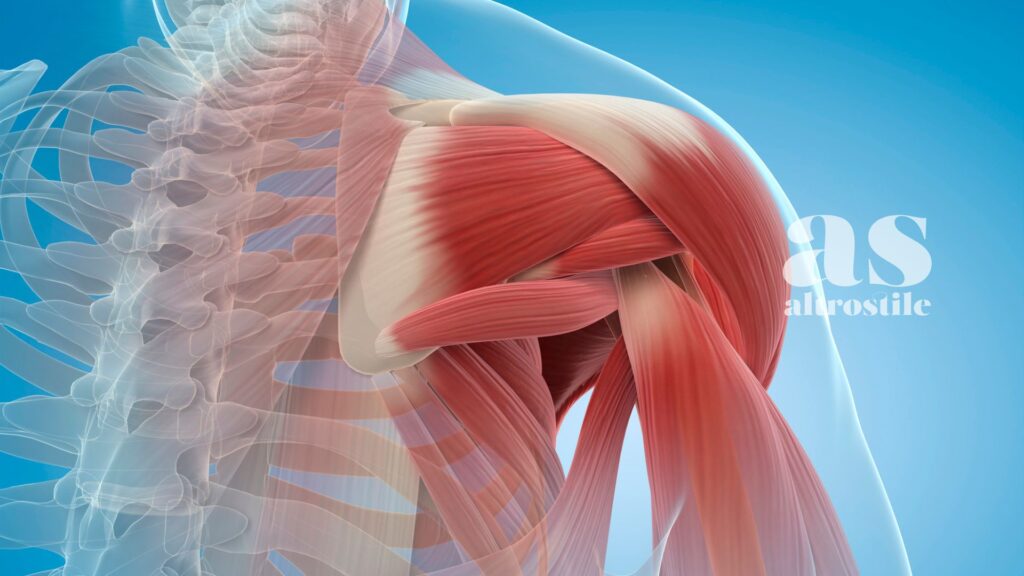 AltroStile • Perché i muscoli sono il tuo "organo della longevità" (e come salvarli dopo i 40 anni) AltroStile • Perché i muscoli sono il tuo "organo della longevità" (e come salvarli dopo i 40 anni)