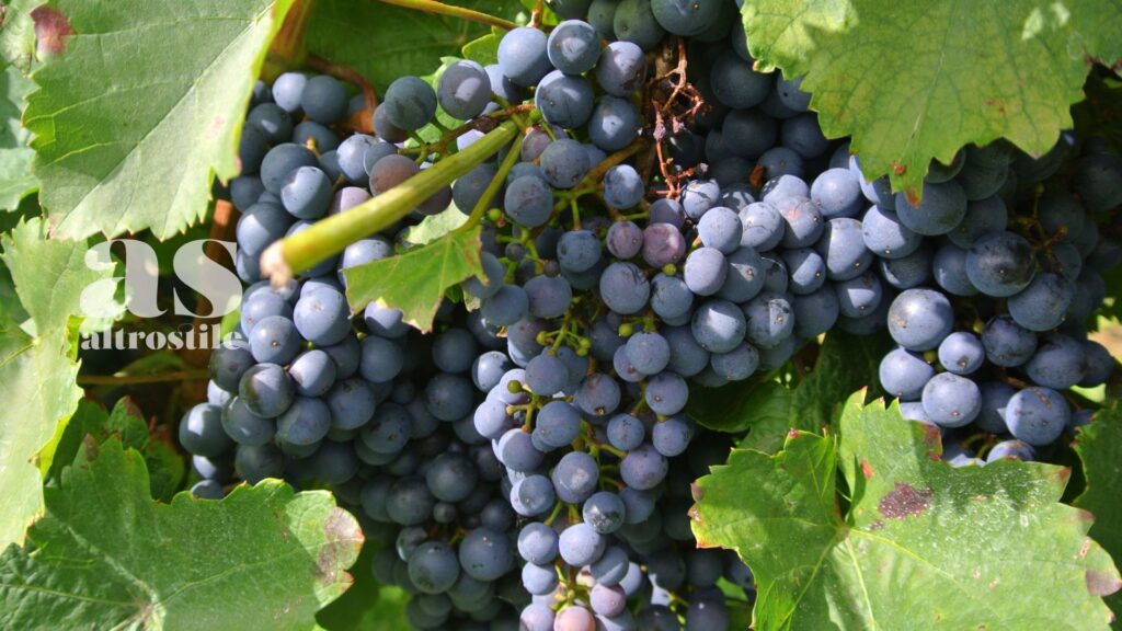 AS • Autofagia: cos'è e come attivarla con il digiuno intermittente AS • Autofagia: cos'è e come attivarla con il digiuno intermittente