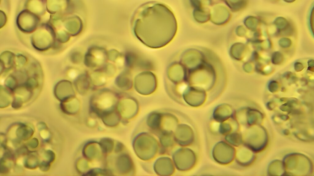 AS • Omega-3: perchè ti servono? Guida ai benefici e alla integrazione, anche algale AS • Omega-3: perchè ti servono? Guida ai benefici e alla integrazione, anche algale