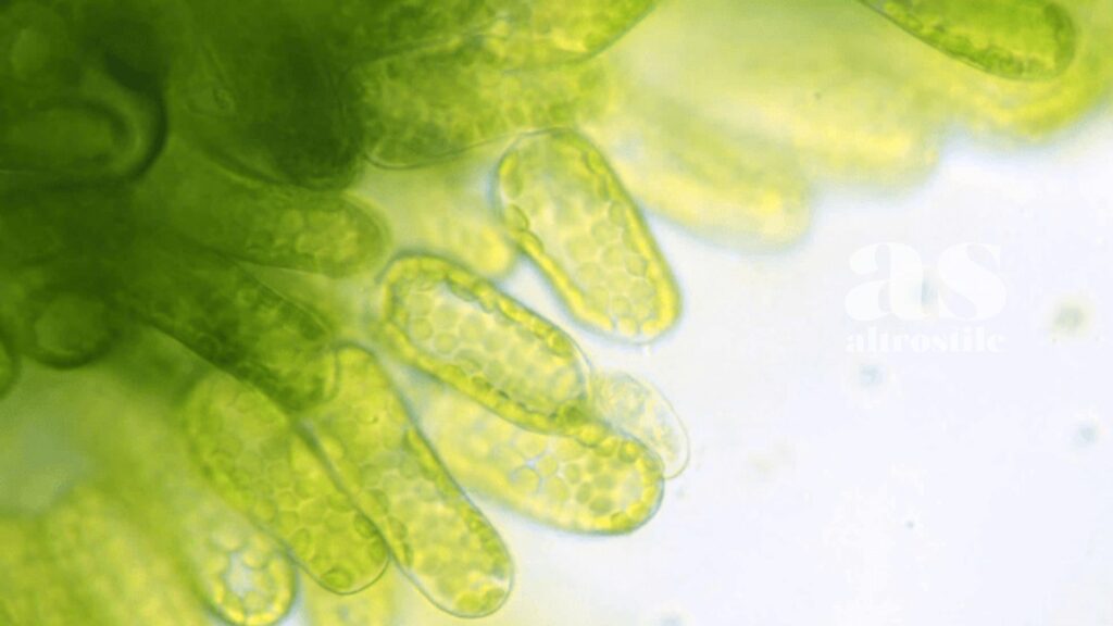 AS • Omega-3: perchè ti servono? Guida ai benefici e alla integrazione, anche algale AS • Omega-3: perchè ti servono? Guida ai benefici e alla integrazione, anche algale