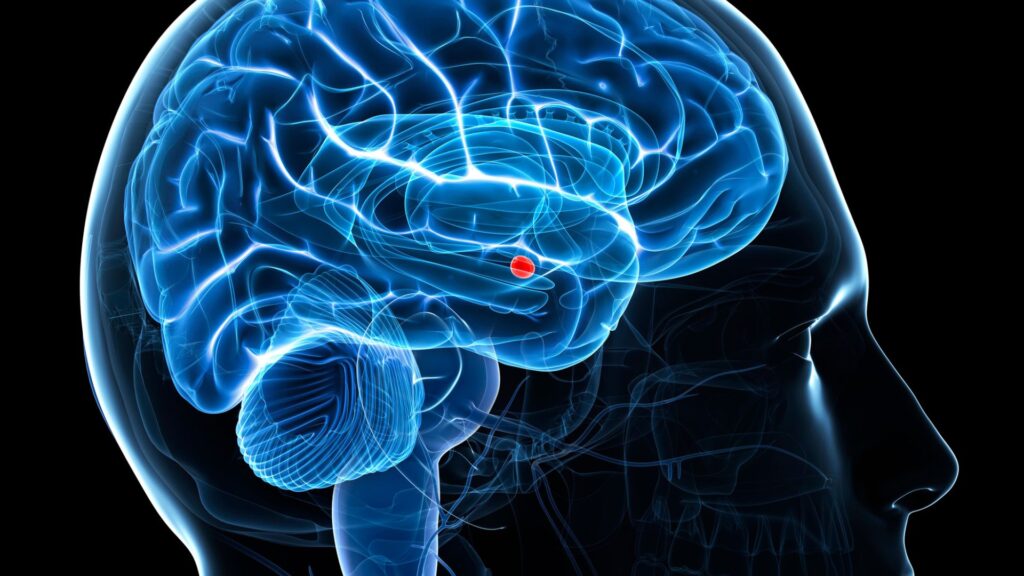 AS • Il cortisolo non è il tuo nemico. È il tuo sistema di allarme bloccato su ON AS • Il cortisolo non è il tuo nemico. È il tuo sistema di allarme bloccato su ON