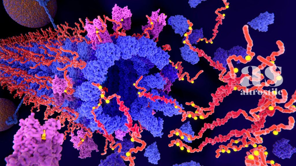 AltroStile • Creatina e cervello: il nootropo più studiato al mondo che stavi ignorando AltroStile • Creatina e cervello: il nootropo più studiato al mondo che stavi ignorando