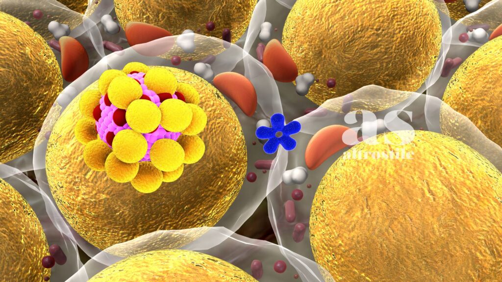AS • Stress Ormetico: La Scienza della Resilienza per la Longevità Cellulare AS • Stress Ormetico: La Scienza della Resilienza per la Longevità Cellulare