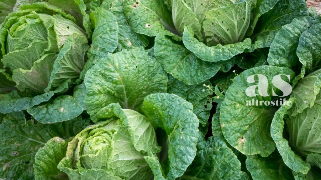 AS • Stress Ormetico: La Scienza della Resilienza per la Longevità Cellulare AS • Stress Ormetico: La Scienza della Resilienza per la Longevità Cellulare