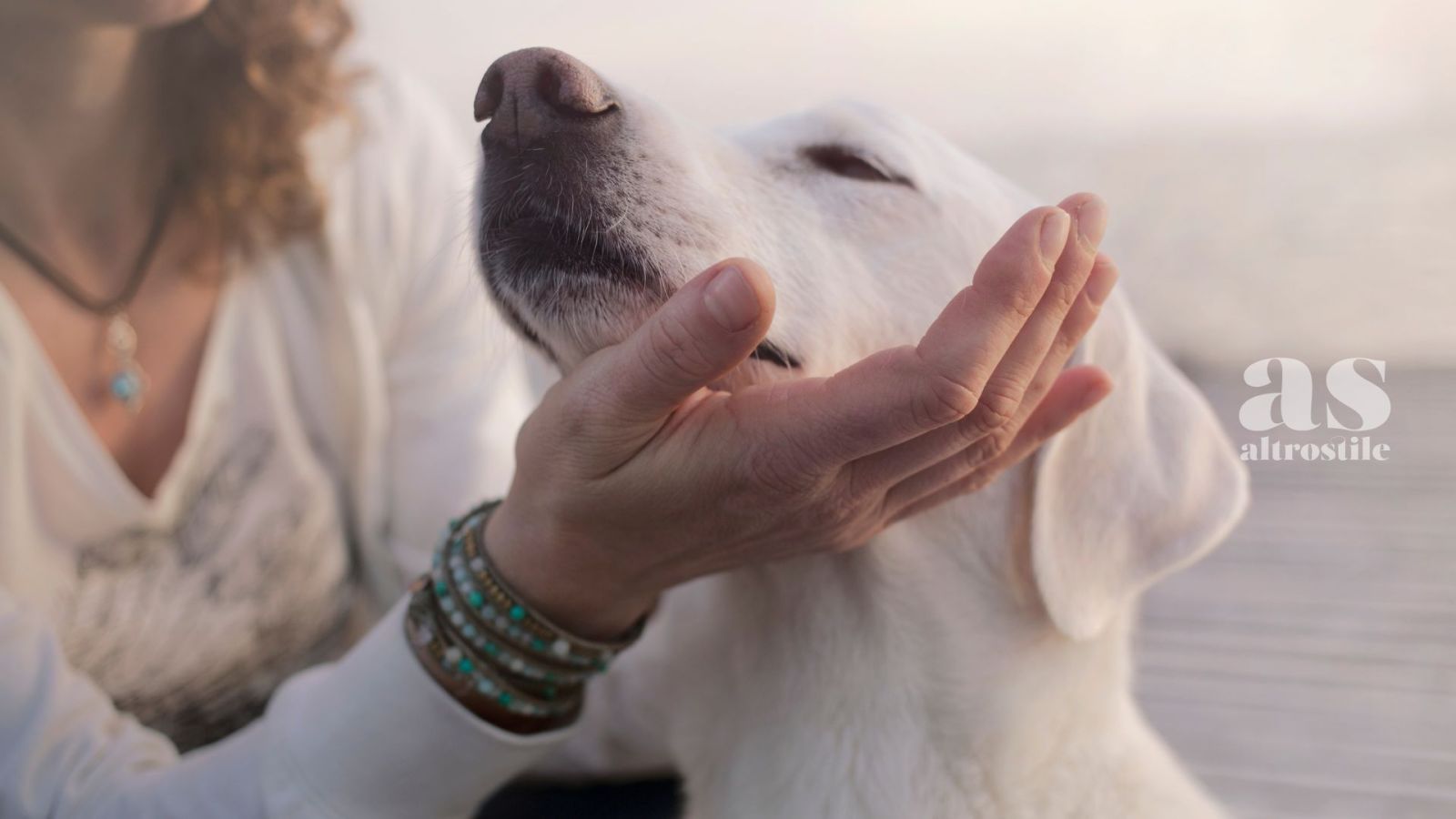 Addestrare il cane
