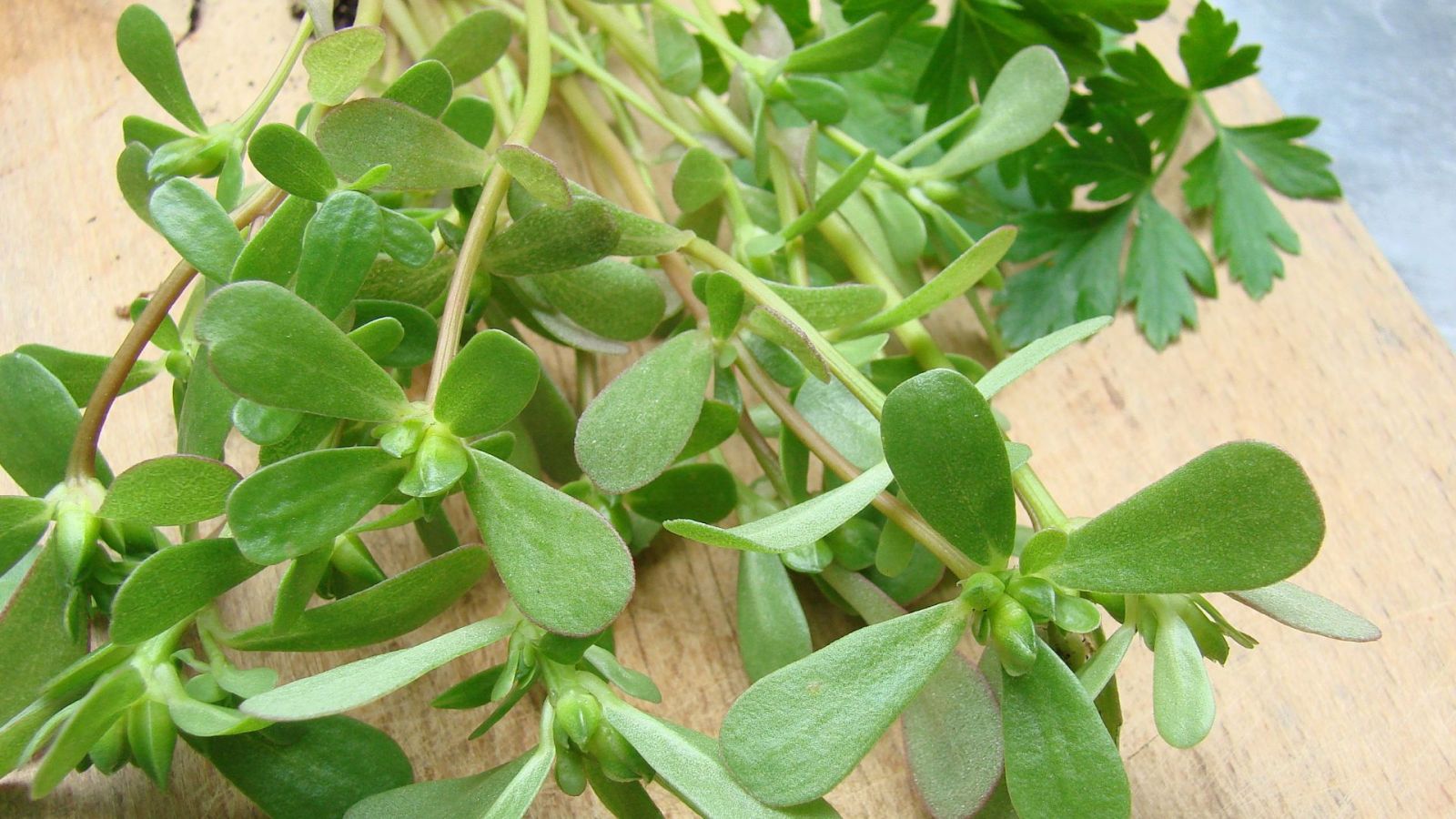 AS • Portulaca: proprietà, usi e benefici di una pianta dimenticata AS • Portulaca: proprietà, usi e benefici di una pianta dimenticata