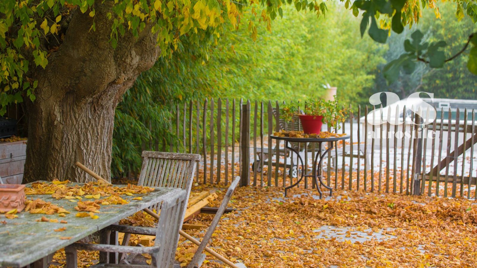 AS • Non raccogliere le foglie dal giardino in autunno v