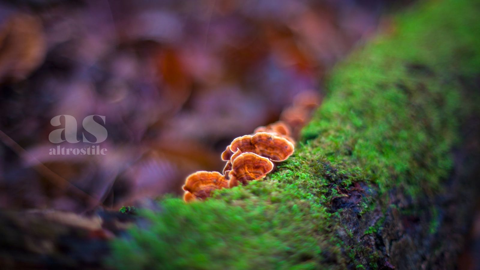 AS • Funghi Reishi, Shiitake e Maitake; alleati della salute in inverno AS • Funghi Reishi, Shiitake e Maitake; alleati della salute in inverno