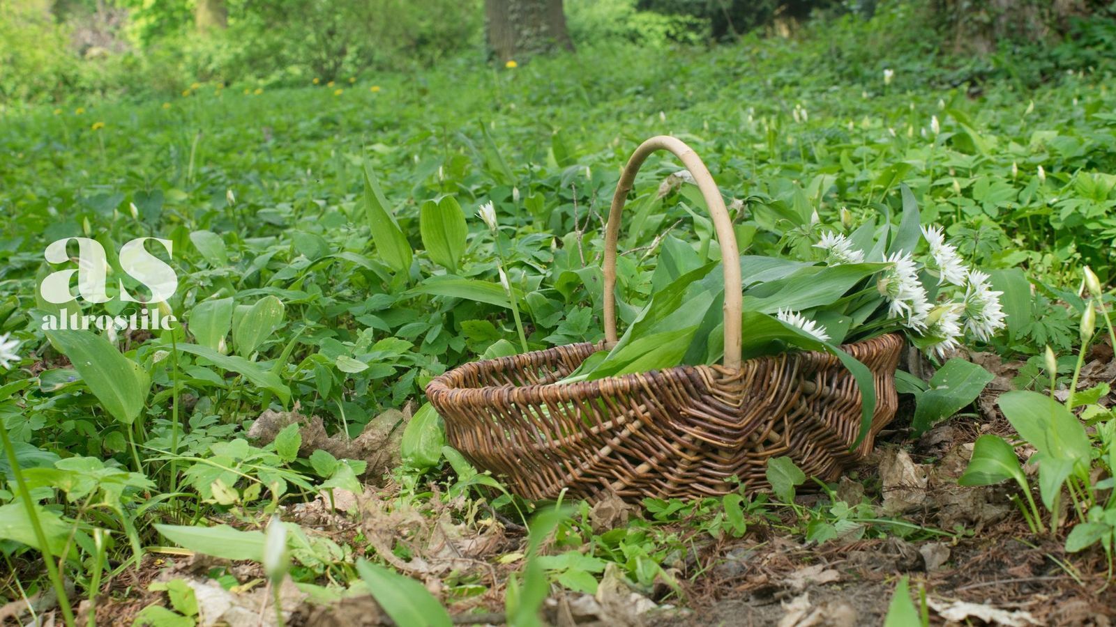 AS &bull; Aglio Orsino: un tesoro selvatico da scoprire in cucina