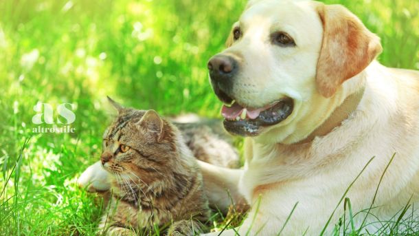 AS • Animali Cani E Gatti AltroStile Salute E Benessere