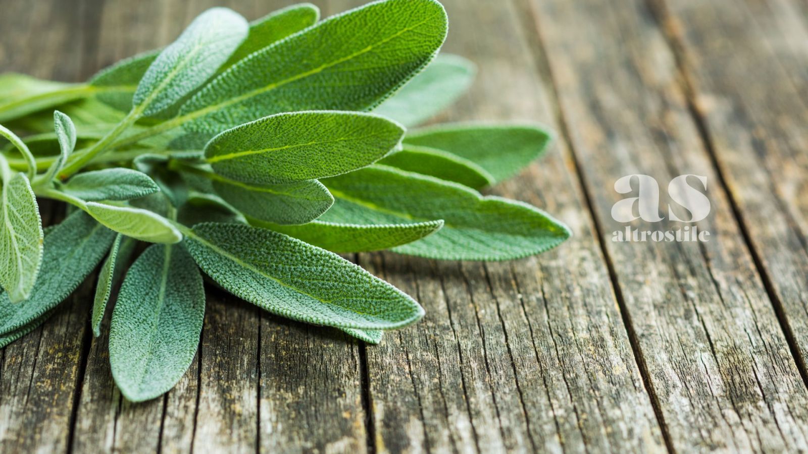 AS • Salvia: tesoro verde dalle proprietà polivalenti AS • Salvia: tesoro verde dalle proprietà polivalenti