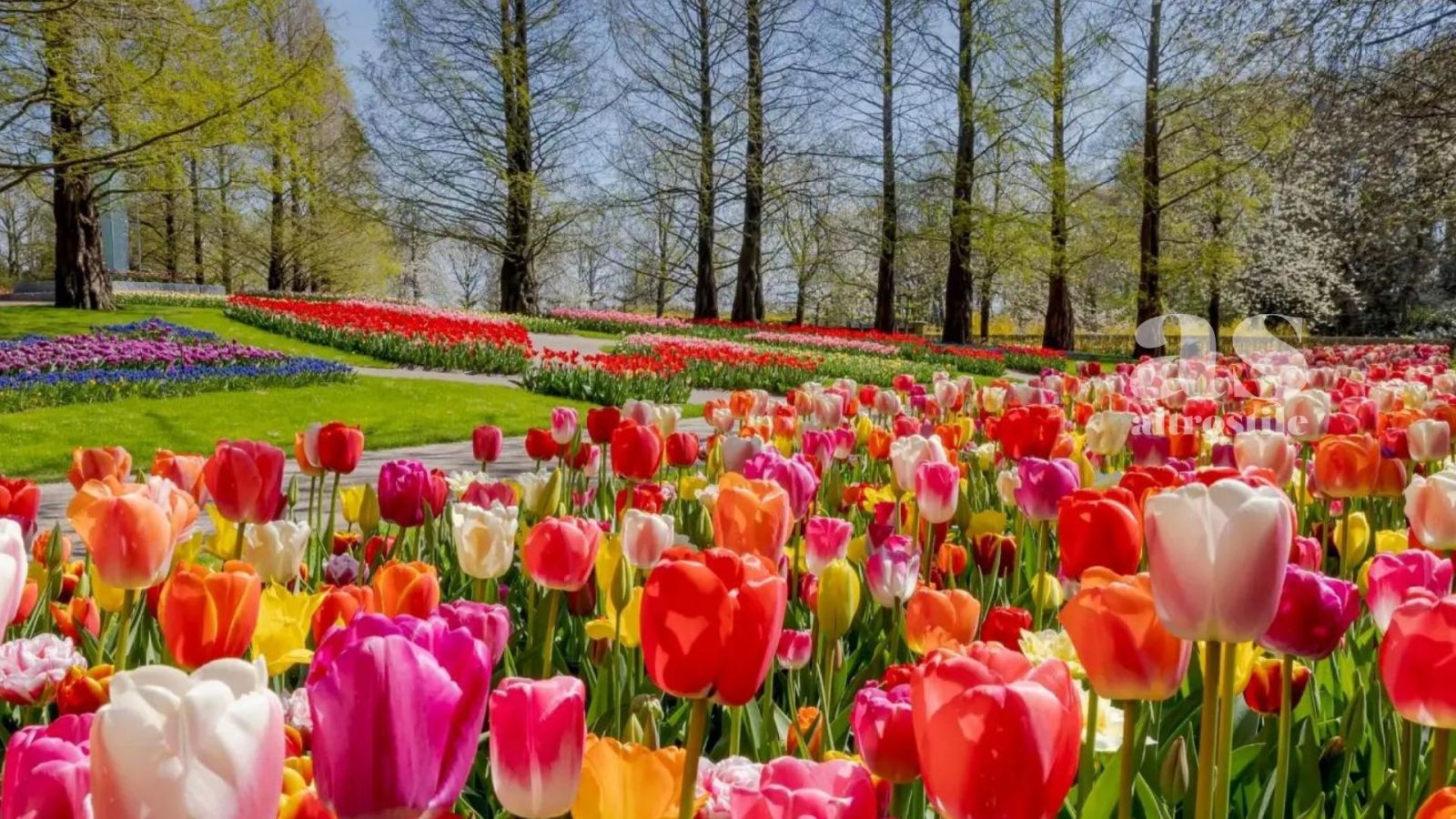AS • Tulip Festival: Un Mosaico di Colori e Tradizioni ad Amsterdam AS • Tulip Festival: Un Mosaico di Colori e Tradizioni ad Amsterdam