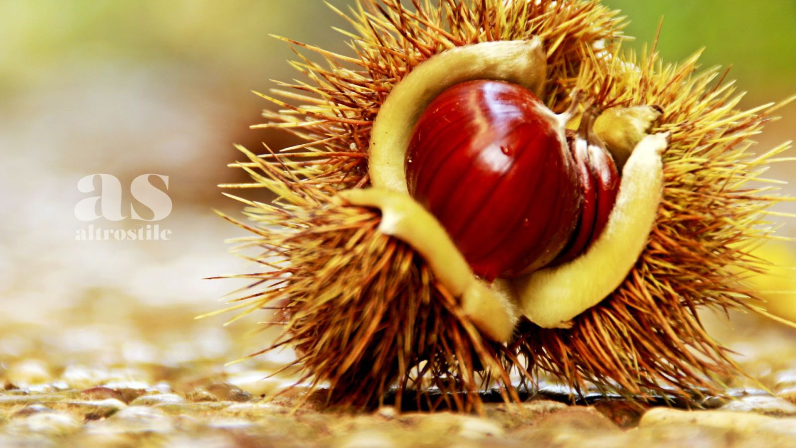 AS &bull; Castagne; 7 benefici per l'intestino da scoprire