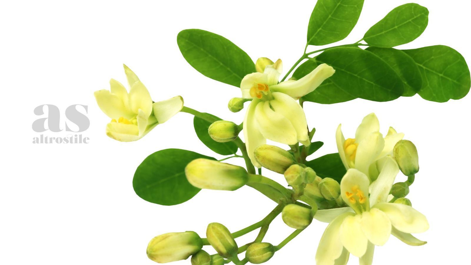 AS • Moringa: "albero della vita" e fonte di salute AS • Moringa: "albero della vita" e fonte di salute